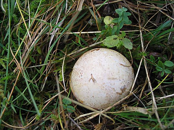 mrežovka kvetovitá Clathrus archeri (Berk.) Dring