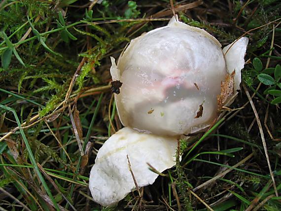 mrežovka kvetovitá Clathrus archeri (Berk.) Dring