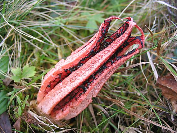 mrežovka kvetovitá Clathrus archeri (Berk.) Dring