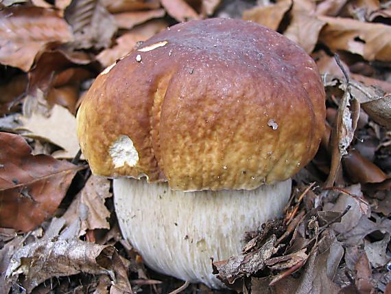 hríb smrekový Boletus edulis Bull.