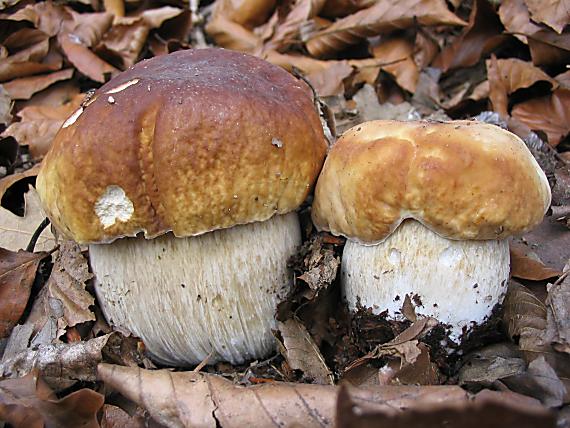 hríb smrekový Boletus edulis Bull.