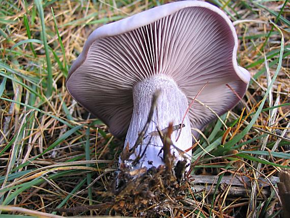 pôvabnica fialová Lepista nuda (Bull.) Cooke