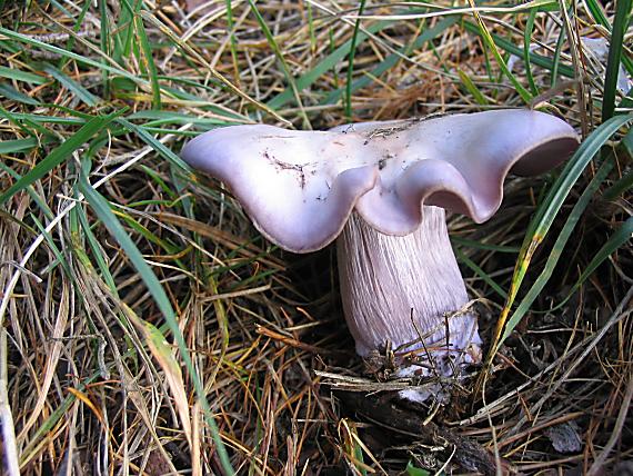 pôvabnica fialová Lepista nuda (Bull.) Cooke