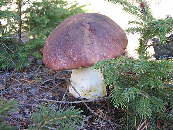 posledný Mohykán Boletus edulis Bull.