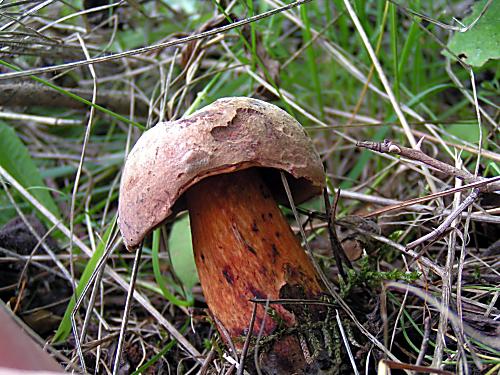 hríb siný Suillellus luridus (Schaeff.) Murrill