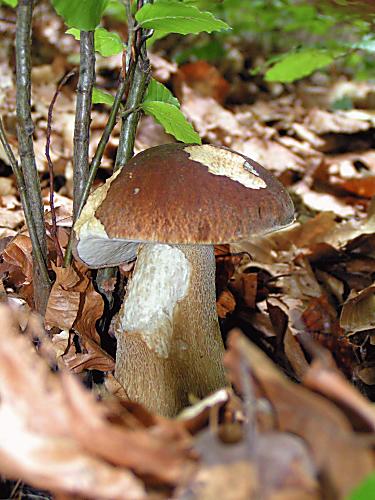 hríb dubový Boletus reticulatus Schaeff.