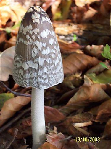 hnojník strakatý Coprinopsis picacea (Bull.) Redhead, Vilgalys & Moncalvo