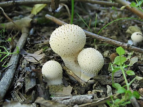prášnica bradavičnatá Lycoperdon perlatum Pers.