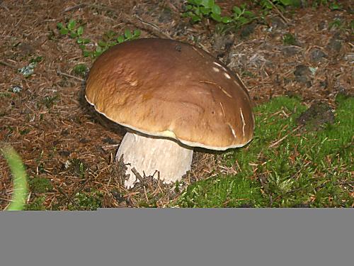 hríb smrekový Boletus edulis Bull.
