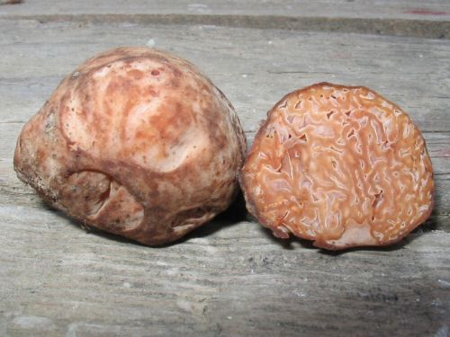 "Mozgovec" (Bielohľuzovka obyčajná) Choiromyces meandriformis Vittad.