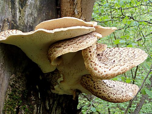trúdnik šupinatý Cerioporus squamosus (Huds.) Quél.