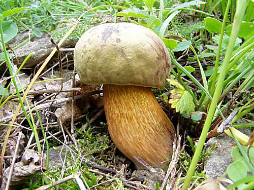 hríb siný Suillellus luridus (Schaeff.) Murrill