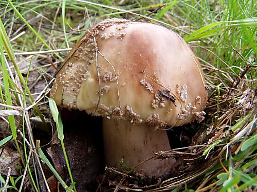 muchotrávka červenkastá Amanita rubescens Pers.