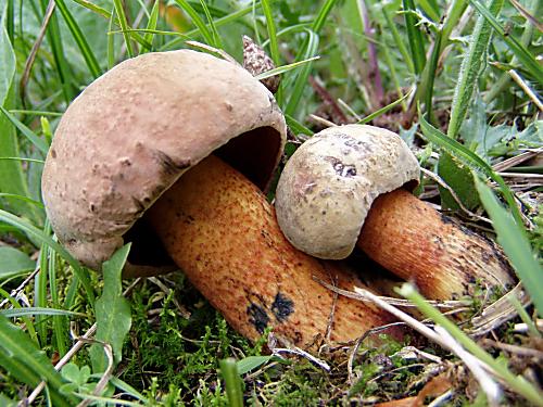 hríb siný Suillellus luridus (Schaeff.) Murrill