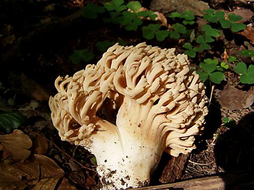 strapačka Ramaria sp.