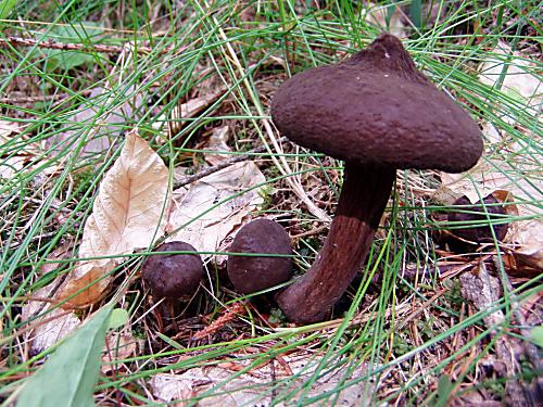 rýdzik čiernozamatový Lactarius lignyotus Fr.