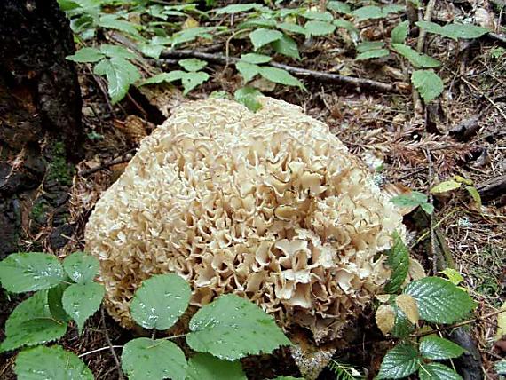 kučierka