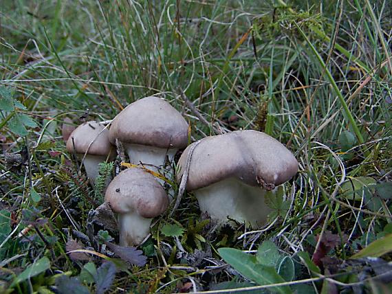 sliziak mazlavý Gomphidius glutinosus (Schaeff.) Fr.