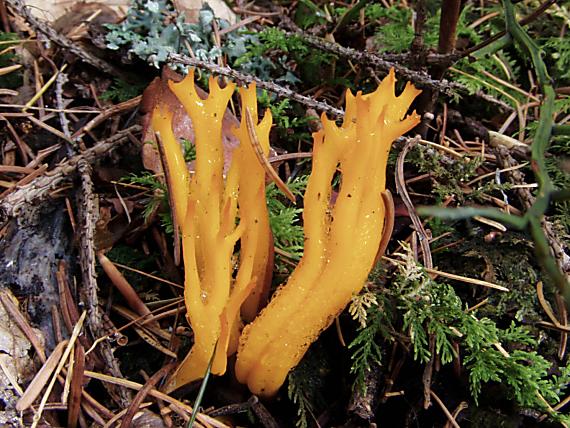 parôžkovec lepkavý Calocera viscosa (Pers.) Fr.