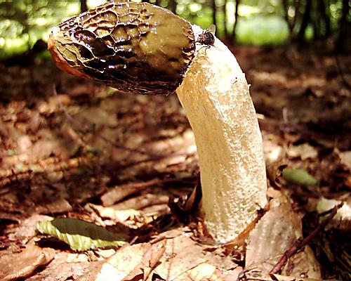 hadovka smradľavá Phallus impudicus L.