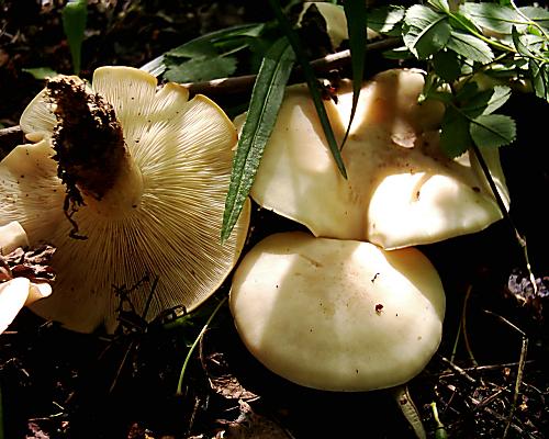 čírovnica májová Calocybe gambosa (Fr.) Donk