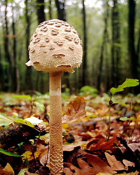 bedľa vysoká Macrolepiota procera (Scop.) Singer
