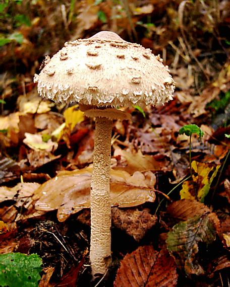 bedľa vysoká Macrolepiota procera (Scop.) Singer