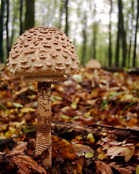 bedľa červenejúca Chlorophyllum rhacodes (Vittad.) Vellinga