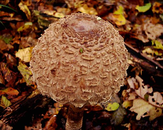 bedľa vysoká Macrolepiota procera (Scop.) Singer