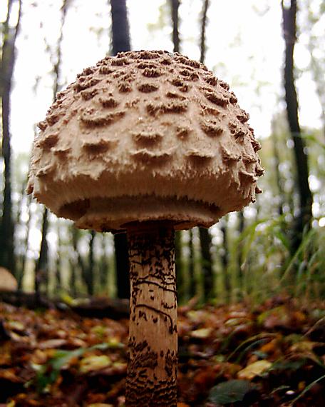 bedľa vysoká Macrolepiota procera (Scop.) Singer