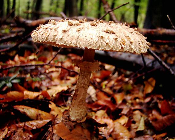 bedľa vysoká Macrolepiota procera (Scop.) Singer
