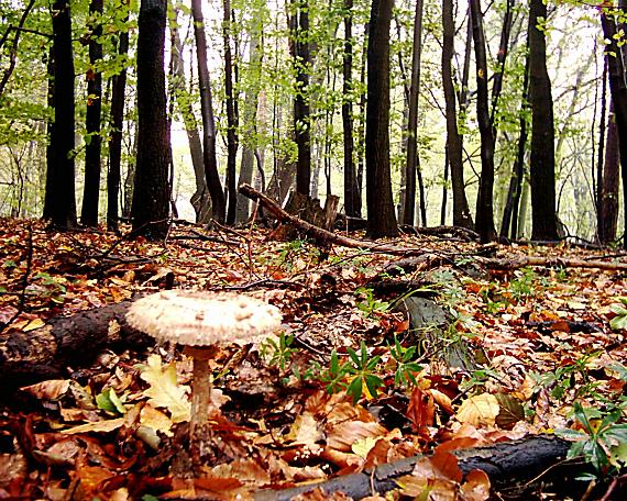 bedľa vysoká Macrolepiota procera (Scop.) Singer