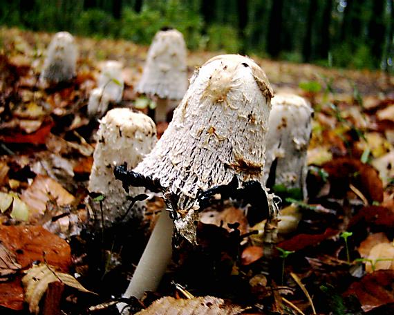 hnojník obyčajný Coprinus comatus (O.F. Müll.) Pers.