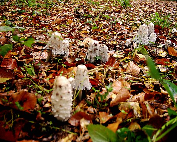 hnojník obyčajný Coprinus comatus (O.F. Müll.) Pers.