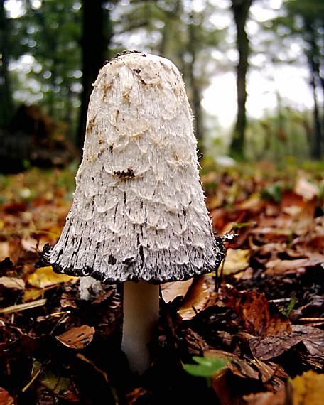 hnojník obyčajný Coprinus comatus (O.F. Müll.) Pers.