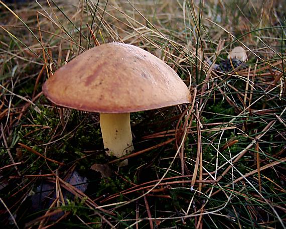masliak zrnitý Suillus granulatus (L.) Roussel