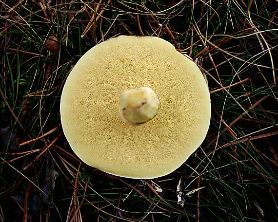 masliak zrnitý Suillus granulatus (L.) Roussel