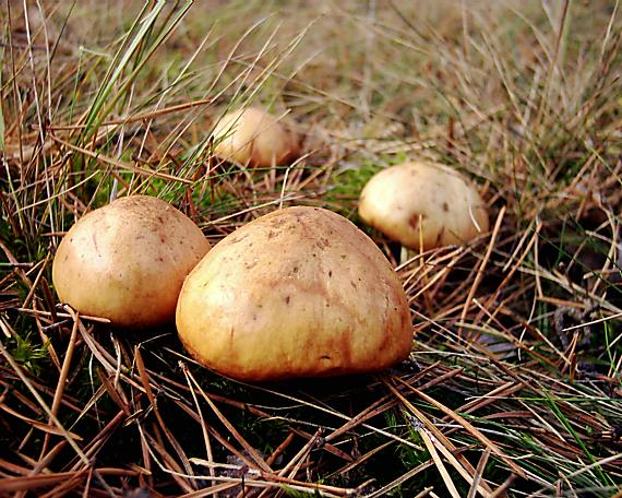 masliak zrnitý Suillus granulatus (L.) Roussel