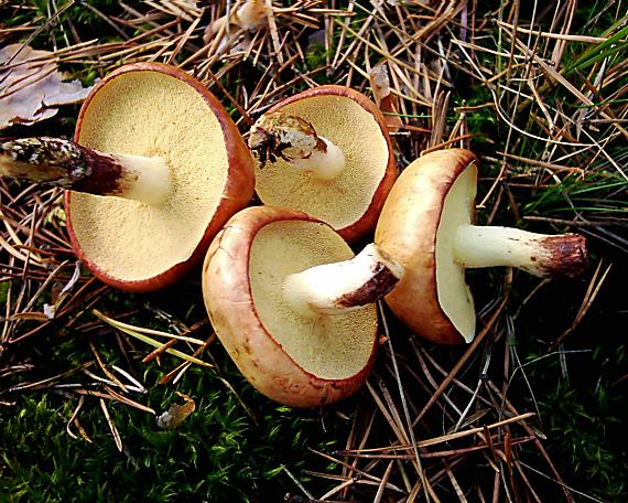 masliak zrnitý Suillus granulatus (L.) Roussel