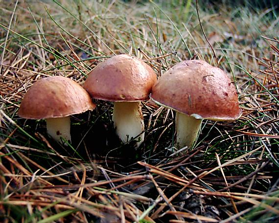 masliak zrnitý Suillus granulatus (L.) Roussel
