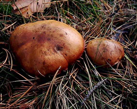 masliak zrnitý Suillus granulatus (L.) Roussel