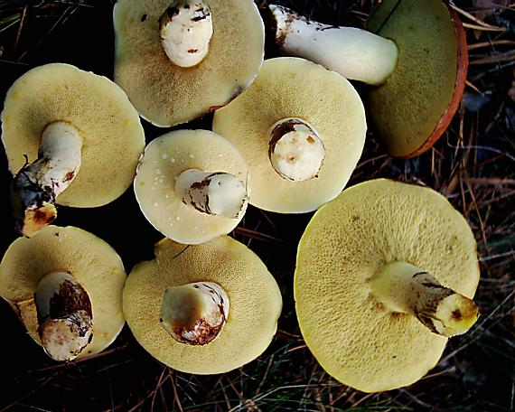 masliak zrnitý Suillus granulatus (L.) Roussel