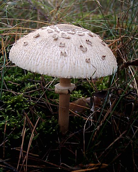 bedľa vysoká Macrolepiota procera (Scop.) Singer