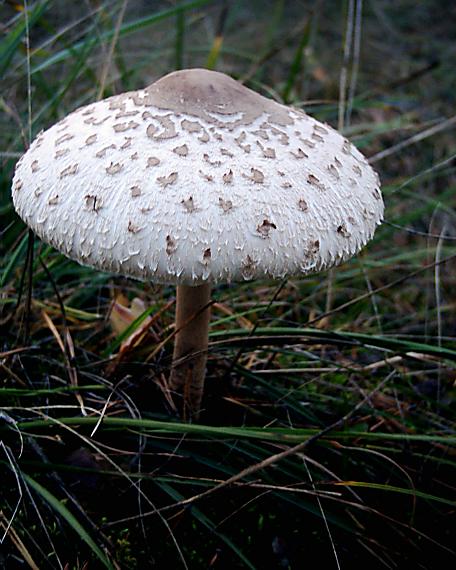 bedľa vysoká Macrolepiota procera (Scop.) Singer