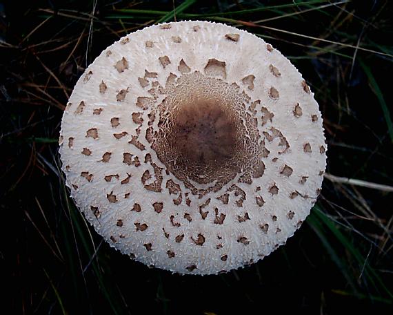 bedľa vysoká Macrolepiota procera (Scop.) Singer