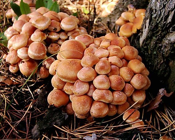 strapcovka tehlovočervená Hypholoma lateritium (Schaeff.) P. Kumm.