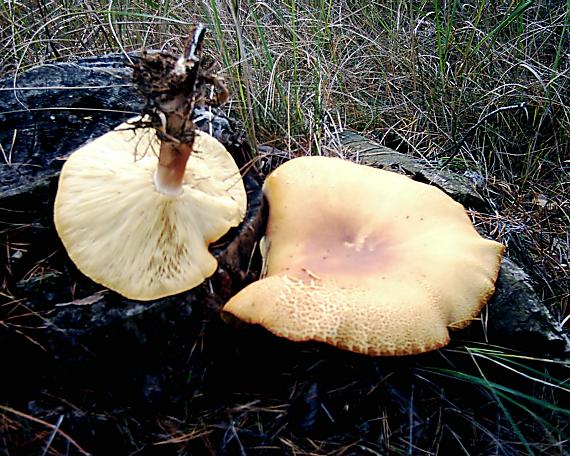 čírovec červenožltý?? Tricholomopsis rutilans?