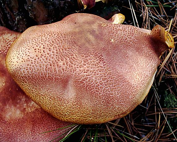 čírovec červenožltý?? Tricholomopsis rutilans?