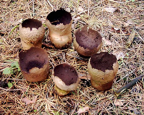 rozpadavec dlabaný Lycoperdon utriforme Bull.