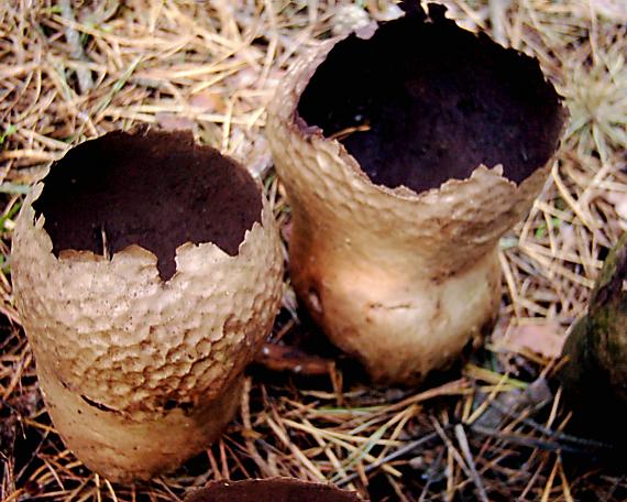 rozpadavec dlabaný Lycoperdon utriforme Bull.